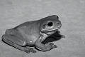 IMG_7734-01- Green Tree Frog (Litoria caerulea)